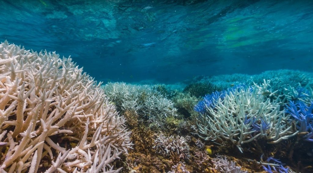 Google street view Australian reef